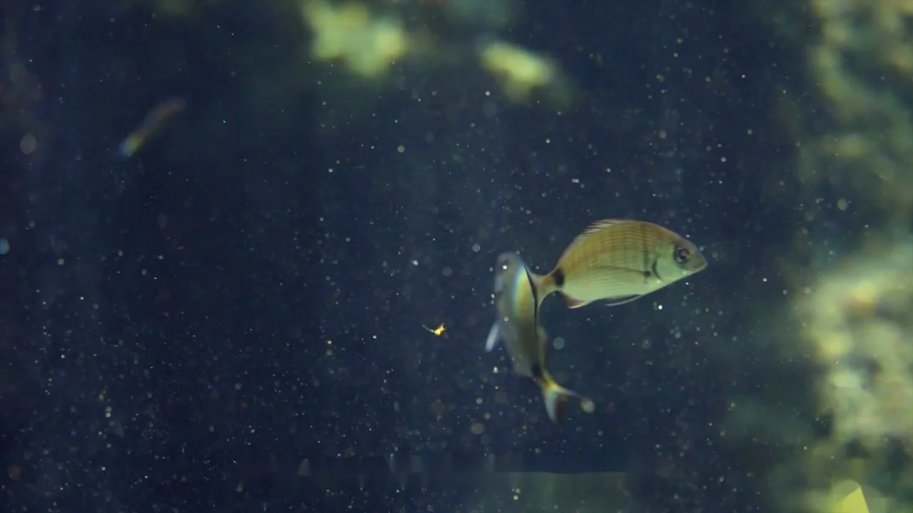 Biodiversité marine proche d’un récif