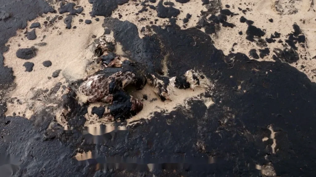 Oiseau englué dans du pétrole sur une plage touchée par une marée noire