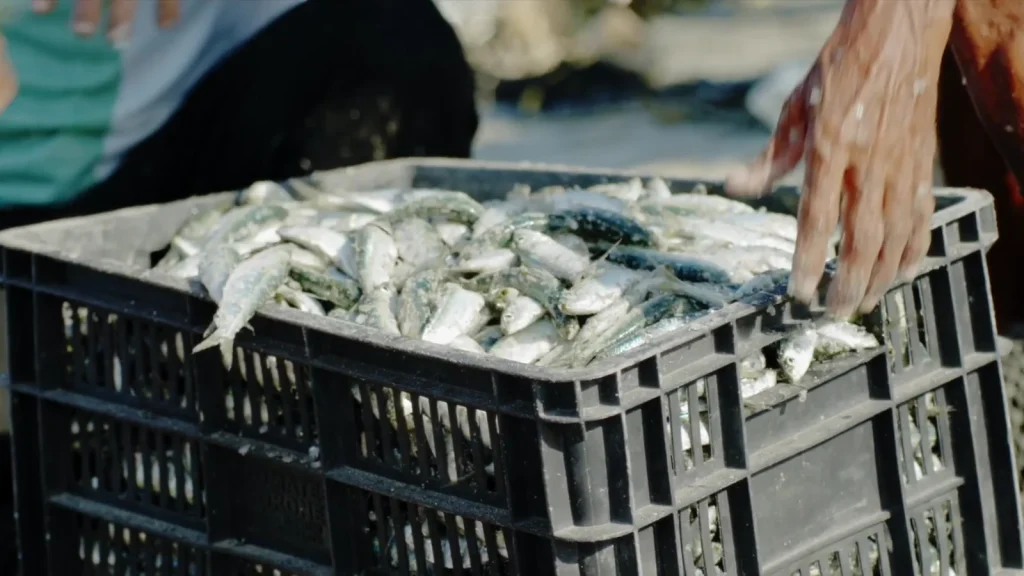 Poissons fraîchement pêchés triés à la main dans une caisse